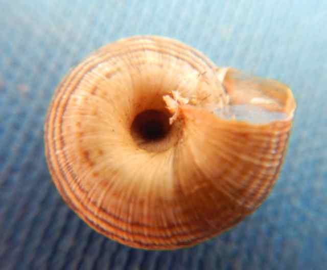 Cernuella sp